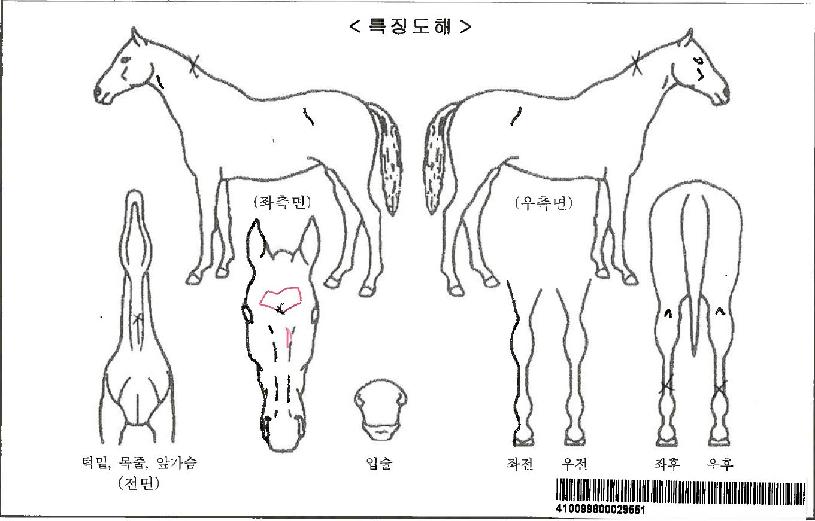 ¾ÆÀ̽º¸¶¸°ÀÚ¸¶ÀÇ Ãø¸é,¿ì¸é,µÞ¸é,µÎ»ó,´Ù¸®ÀÇ Æ¯Â¡µµÇØ