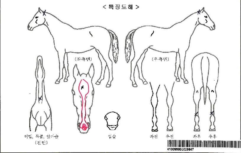 ����Ʈ��Ƽ�ڸ��� ����,���,�޸�,�λ�,�ٸ��� Ư¡����