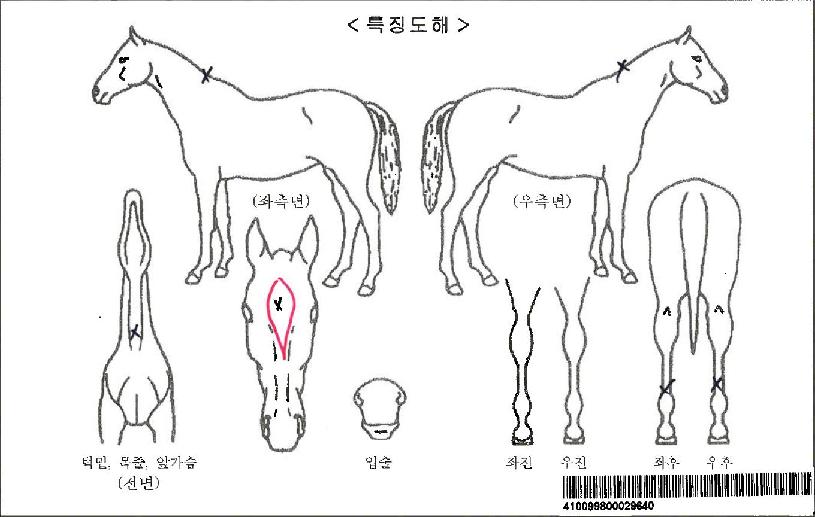 °ñµåÆÄƼÀÚ¸¶ÀÇ Ãø¸é,¿ì¸é,µÞ¸é,µÎ»ó,´Ù¸®ÀÇ Æ¯Â¡µµÇØ