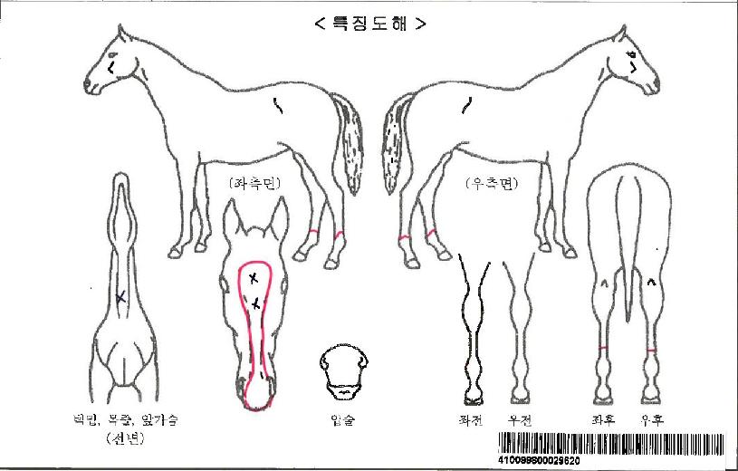 È÷¾î´õ·¹À̵ðÀÚ¸¶ÀÇ Ãø¸é,¿ì¸é,µÞ¸é,µÎ»ó,´Ù¸®ÀÇ Æ¯Â¡µµÇØ