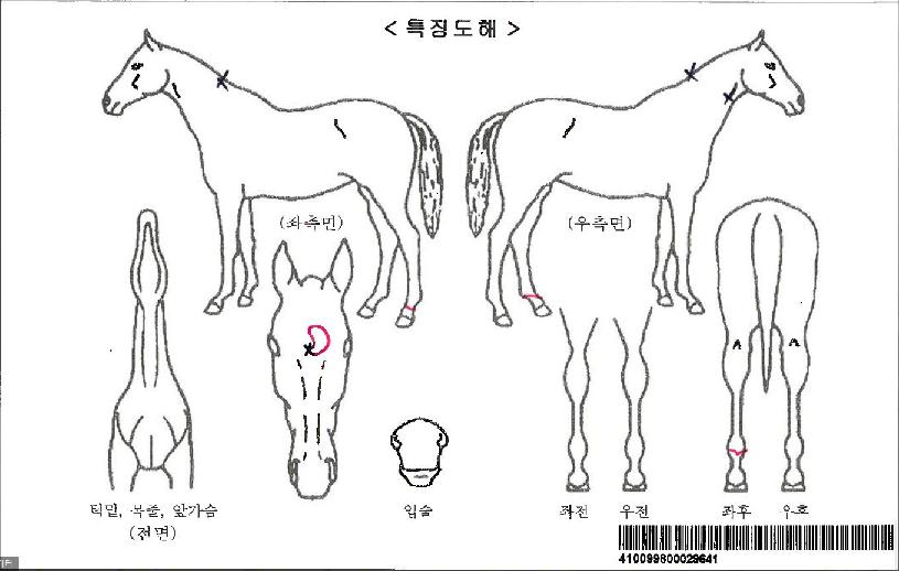 ¸Þ´Ï¹ÂÁ÷ÀÚ¸¶ÀÇ Ãø¸é,¿ì¸é,µÞ¸é,µÎ»ó,´Ù¸®ÀÇ Æ¯Â¡µµÇØ