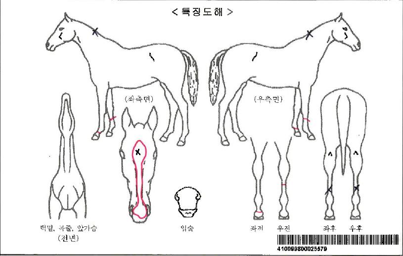 Á־󏮯ÄÅ©ÀÚ¸¶ÀÇ Ãø¸é,¿ì¸é,µÞ¸é,µÎ»ó,´Ù¸®ÀÇ Æ¯Â¡µµÇØ