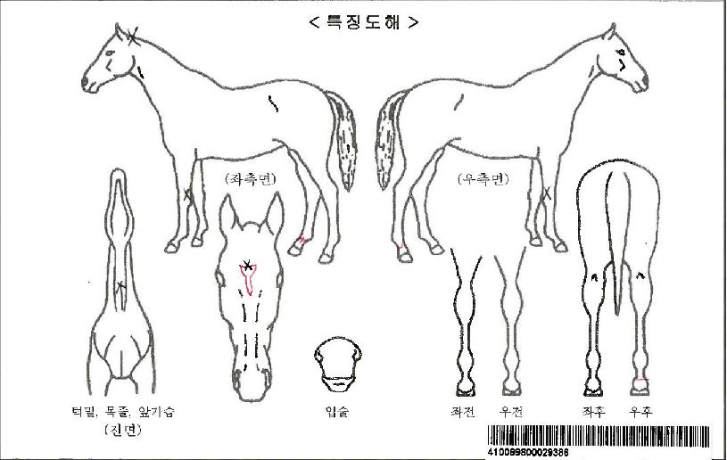 °ñµå·°Å°ÀÚ¸¶ÀÇ Ãø¸é,¿ì¸é,µÞ¸é,µÎ»ó,´Ù¸®ÀÇ Æ¯Â¡µµÇØ