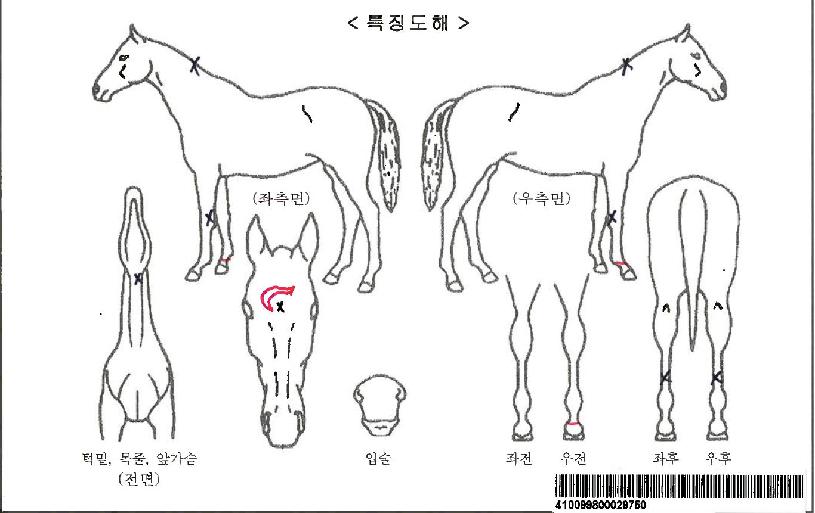 Åä´ÏÀ§µå¾Ø¾ÆÀÌÀÚ¸¶ÀÇ Ãø¸é,¿ì¸é,µÞ¸é,µÎ»ó,´Ù¸®ÀÇ Æ¯Â¡µµÇØ