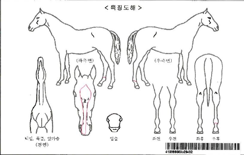 ¿ïÆ®¶ó½Ã´ëÀÚ¸¶ÀÇ Ãø¸é,¿ì¸é,µÞ¸é,µÎ»ó,´Ù¸®ÀÇ Æ¯Â¡µµÇØ