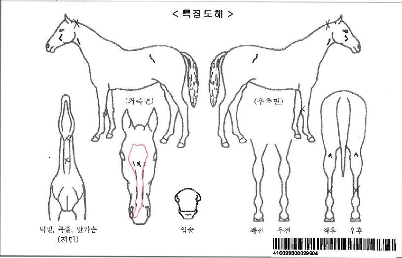 ¿¥¿¡À̺ô¸´µÎÀÚ¸¶ÀÇ Ãø¸é,¿ì¸é,µÞ¸é,µÎ»ó,´Ù¸®ÀÇ Æ¯Â¡µµÇØ