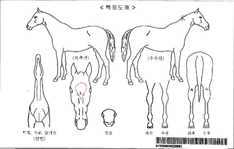 ����Ư���ڸ��� ����,���,�޸�,�λ�,�ٸ��� Ư¡����