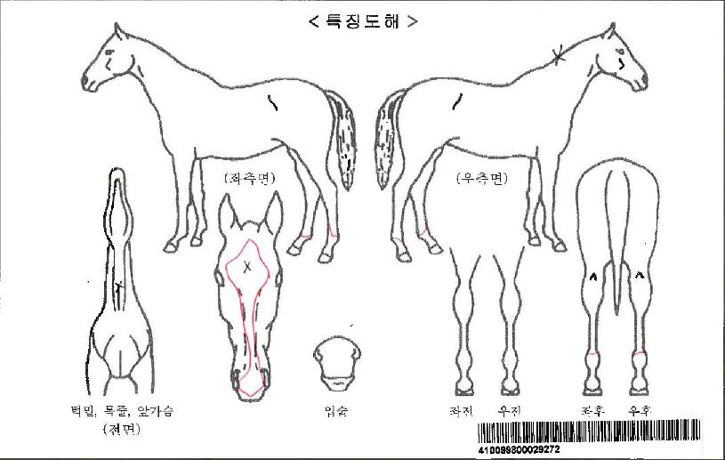 ¸ð³×ÇöóÀ×ÀÚ¸¶ÀÇ Ãø¸é,¿ì¸é,µÞ¸é,µÎ»ó,´Ù¸®ÀÇ Æ¯Â¡µµÇØ