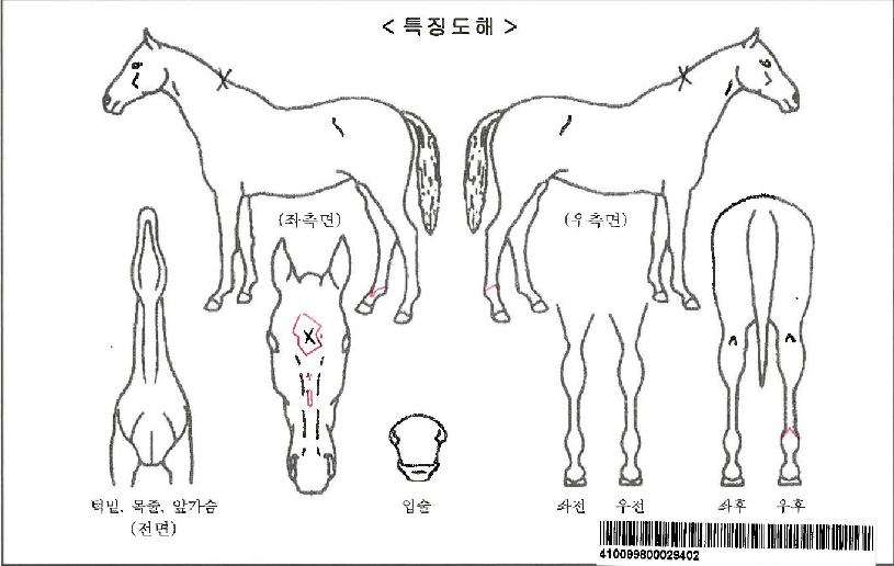 ����Ǯ�����ڸ��� ����,���,�޸�,�λ�,�ٸ��� Ư¡����