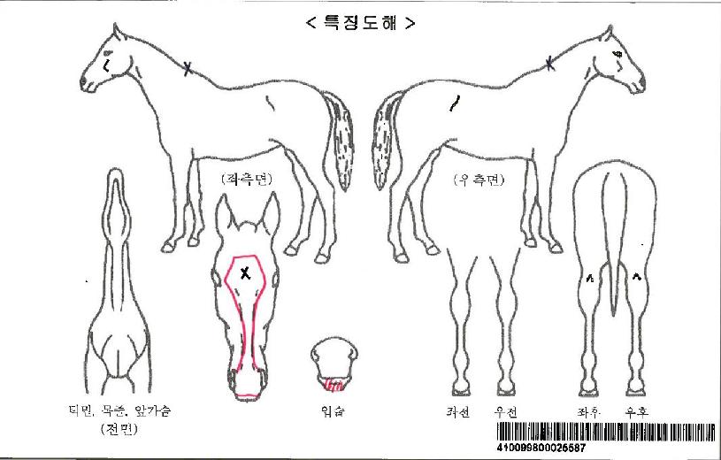 ¹Ì½º¿ø´õ¸®ÀÚ¸¶ÀÇ Ãø¸é,¿ì¸é,µÞ¸é,µÎ»ó,´Ù¸®ÀÇ Æ¯Â¡µµÇØ