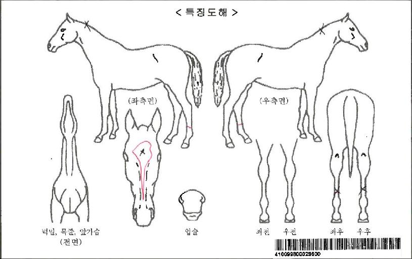 �������ī���ڸ��� ����,���,�޸�,�λ�,�ٸ��� Ư¡����