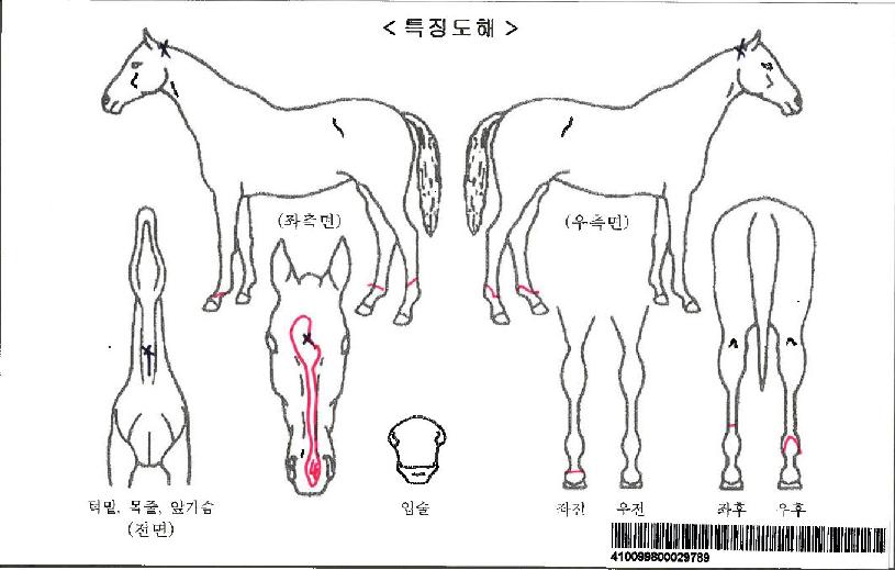 ¹Ì½ºÆ¼¸®¾î½ºÀú½ºÀÚ¸¶ÀÇ Ãø¸é,¿ì¸é,µÞ¸é,µÎ»ó,´Ù¸®ÀÇ Æ¯Â¡µµÇØ