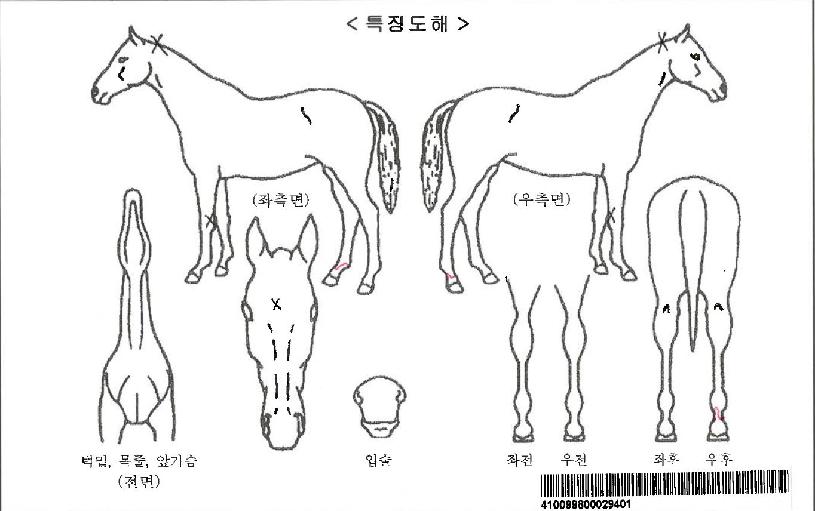 ·¦¼ÒµðÀÚ¸¶ÀÇ Ãø¸é,¿ì¸é,µÞ¸é,µÎ»ó,´Ù¸®ÀÇ Æ¯Â¡µµÇØ