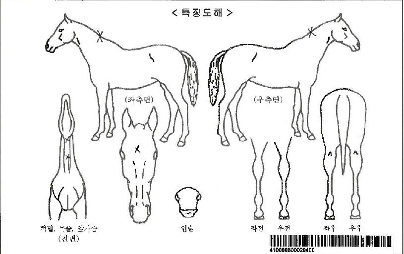 ȭ���Ѻ���ڸ��� ����,���,�޸�,�λ�,�ٸ��� Ư¡����