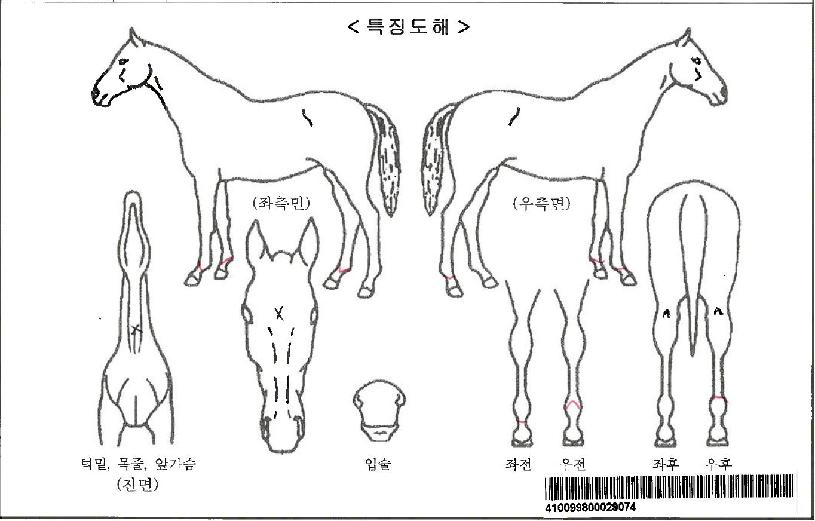 ��Ʈ��Ƽ�ڸ��� ����,���,�޸�,�λ�,�ٸ��� Ư¡����