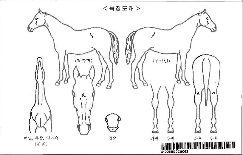 ���ɿ����ڸ��� ����,���,�޸�,�λ�,�ٸ��� Ư¡����