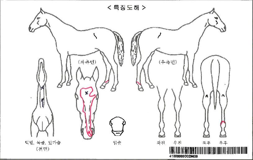 ´Ù¸µÃ¨ÇǾðÀÚ¸¶ÀÇ Ãø¸é,¿ì¸é,µÞ¸é,µÎ»ó,´Ù¸®ÀÇ Æ¯Â¡µµÇØ