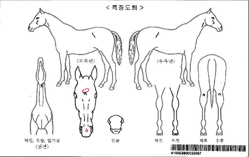 ����ƽ�ڸ��� ����,���,�޸�,�λ�,�ٸ��� Ư¡����