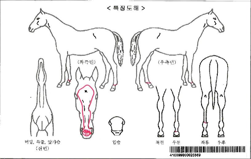 Ƽ��Ʈ���ڸ��� ����,���,�޸�,�λ�,�ٸ��� Ư¡����