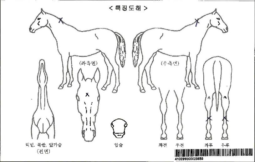 ÇöóÀ×¾ÆÅ׳ªÀÚ¸¶ÀÇ Ãø¸é,¿ì¸é,µÞ¸é,µÎ»ó,´Ù¸®ÀÇ Æ¯Â¡µµÇØ