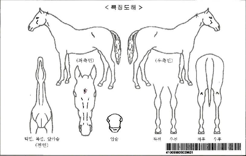 ũ����Ƽ����īƮ�ڸ��� ����,���,�޸�,�λ�,�ٸ��� Ư¡����