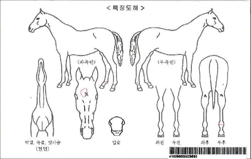 �м�Ʈ�����ڸ��� ����,���,�޸�,�λ�,�ٸ��� Ư¡����