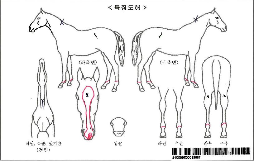 ��ũ���̵��ڸ��� ����,���,�޸�,�λ�,�ٸ��� Ư¡����