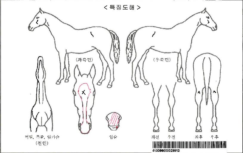 ¾Æ¸®Ä¡¾ÆÀÚ¸¶ÀÇ Ãø¸é,¿ì¸é,µÞ¸é,µÎ»ó,´Ù¸®ÀÇ Æ¯Â¡µµÇØ