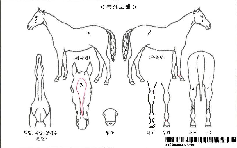 ¿¡ÀÌÆ¼ÆÄÀ̺꿡½ºÀÚ¸¶ÀÇ Ãø¸é,¿ì¸é,µÞ¸é,µÎ»ó,´Ù¸®ÀÇ Æ¯Â¡µµÇØ