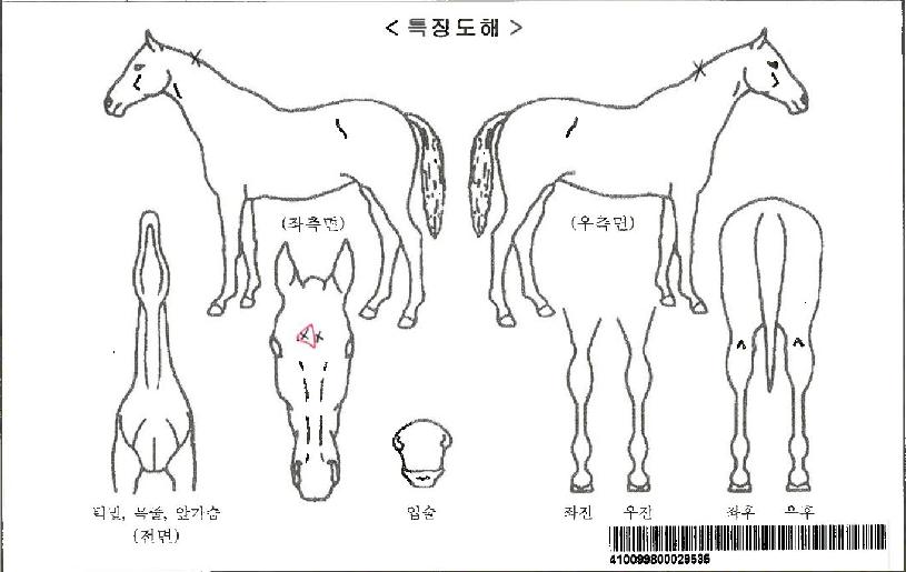 ¸ð´×Á¦ÁÖÀÚ¸¶ÀÇ Ãø¸é,¿ì¸é,µÞ¸é,µÎ»ó,´Ù¸®ÀÇ Æ¯Â¡µµÇØ