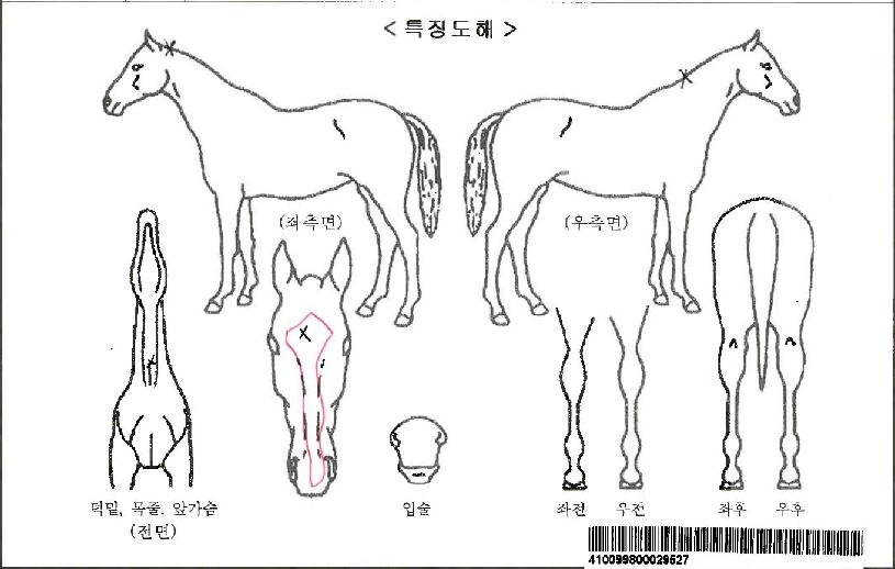 ÀÕ¸ÞÀͽºÇæ¹ÎÀÚ¸¶ÀÇ Ãø¸é,¿ì¸é,µÞ¸é,µÎ»ó,´Ù¸®ÀÇ Æ¯Â¡µµÇØ
