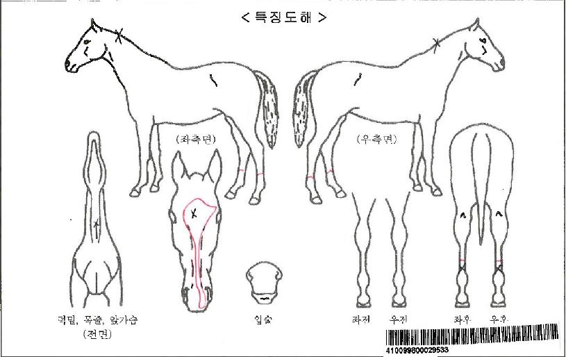 ¼Õ¾Æµµ¸£ÀÚ¸¶ÀÇ Ãø¸é,¿ì¸é,µÞ¸é,µÎ»ó,´Ù¸®ÀÇ Æ¯Â¡µµÇØ