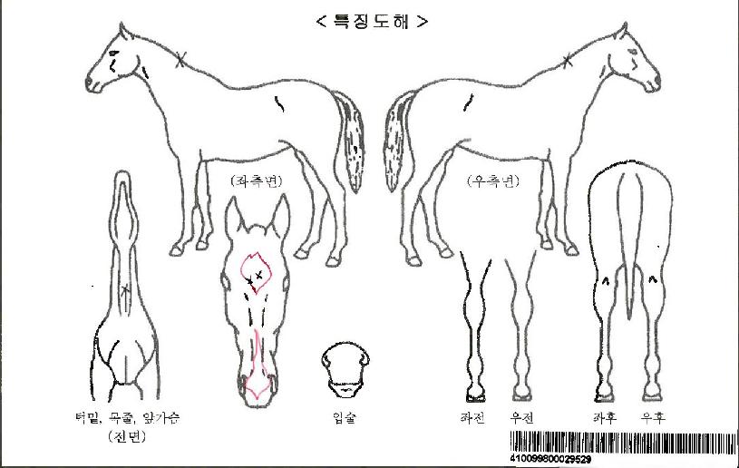 ���������ڸ��� ����,���,�޸�,�λ�,�ٸ��� Ư¡����