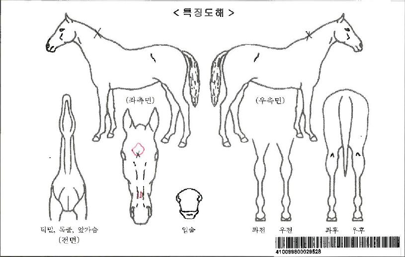 Ŭ·Î¡µôÁîÀÚ¸¶ÀÇ Ãø¸é,¿ì¸é,µÞ¸é,µÎ»ó,´Ù¸®ÀÇ Æ¯Â¡µµÇØ