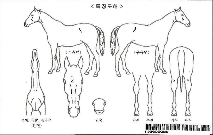 ±Ý½ºÅ¸ÀÚ¸¶ÀÇ Ãø¸é,¿ì¸é,µÞ¸é,µÎ»ó,´Ù¸®ÀÇ Æ¯Â¡µµÇØ