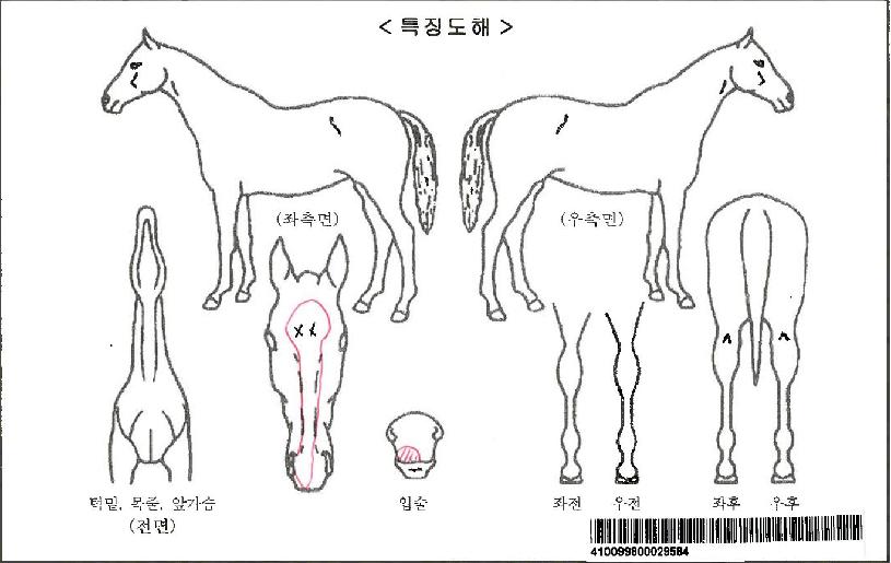 À¯¼ºÅ¸À̰ÅÀÚ¸¶ÀÇ Ãø¸é,¿ì¸é,µÞ¸é,µÎ»ó,´Ù¸®ÀÇ Æ¯Â¡µµÇØ