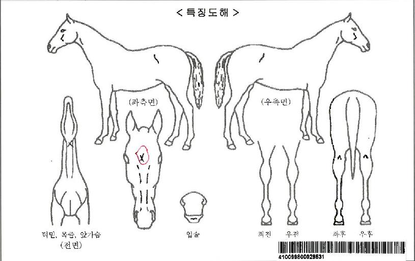 ĳ�ù̾�����ڸ��� ����,���,�޸�,�λ�,�ٸ��� Ư¡����