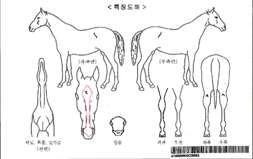 ºí·¢·çŰÀÚ¸¶ÀÇ Ãø¸é,¿ì¸é,µÞ¸é,µÎ»ó,´Ù¸®ÀÇ Æ¯Â¡µµÇØ