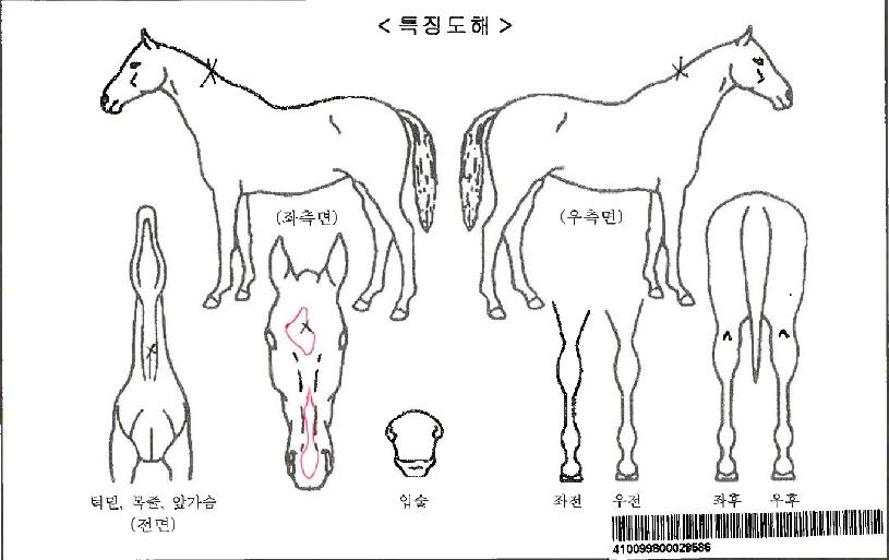 ÄðÇÁ¸°¼¼½ºÀÚ¸¶ÀÇ Ãø¸é,¿ì¸é,µÞ¸é,µÎ»ó,´Ù¸®ÀÇ Æ¯Â¡µµÇØ