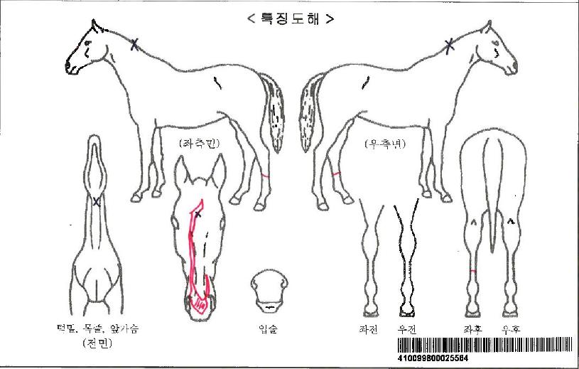 ¾ÆÀ̵¥¿¡Å¬·¹¾îÀÚ¸¶ÀÇ Ãø¸é,¿ì¸é,µÞ¸é,µÎ»ó,´Ù¸®ÀÇ Æ¯Â¡µµÇØ