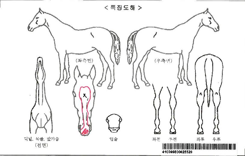 ��ī�������ڸ��� ����,���,�޸�,�λ�,�ٸ��� Ư¡����