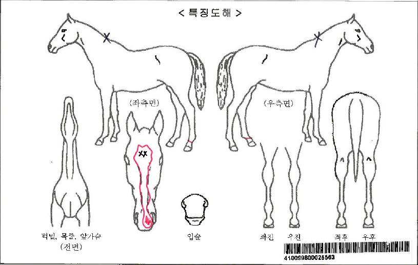 �ޱ���Ȧ�������ڸ��� ����,���,�޸�,�λ�,�ٸ��� Ư¡����