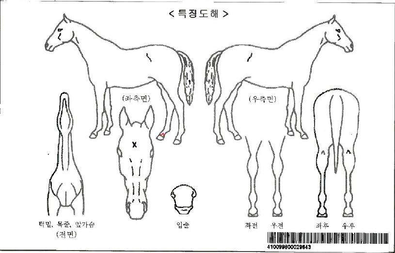 �����游�ڸ��� ����,���,�޸�,�λ�,�ٸ��� Ư¡����