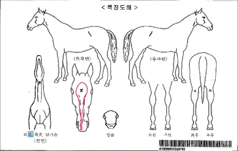 ƼÁîµå¸®¹ÌÀÚ¸¶ÀÇ Ãø¸é,¿ì¸é,µÞ¸é,µÎ»ó,´Ù¸®ÀÇ Æ¯Â¡µµÇØ