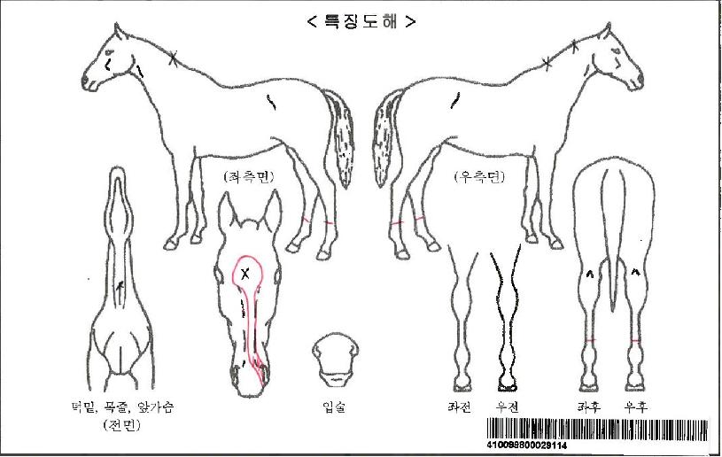 ����츮Ƽ���ڸ��� ����,���,�޸�,�λ�,�ٸ��� Ư¡����