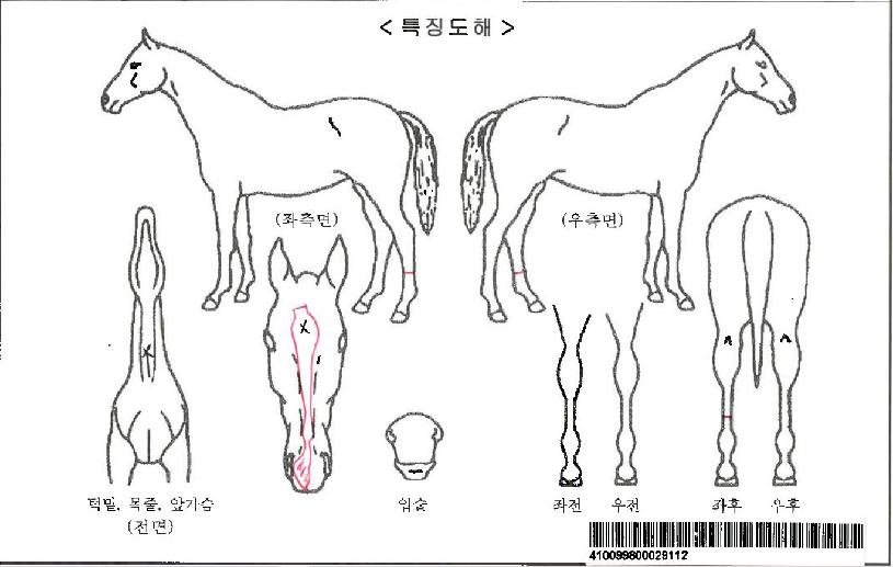 Å·´ý·¹À̽ºÀÚ¸¶ÀÇ Ãø¸é,¿ì¸é,µÞ¸é,µÎ»ó,´Ù¸®ÀÇ Æ¯Â¡µµÇØ