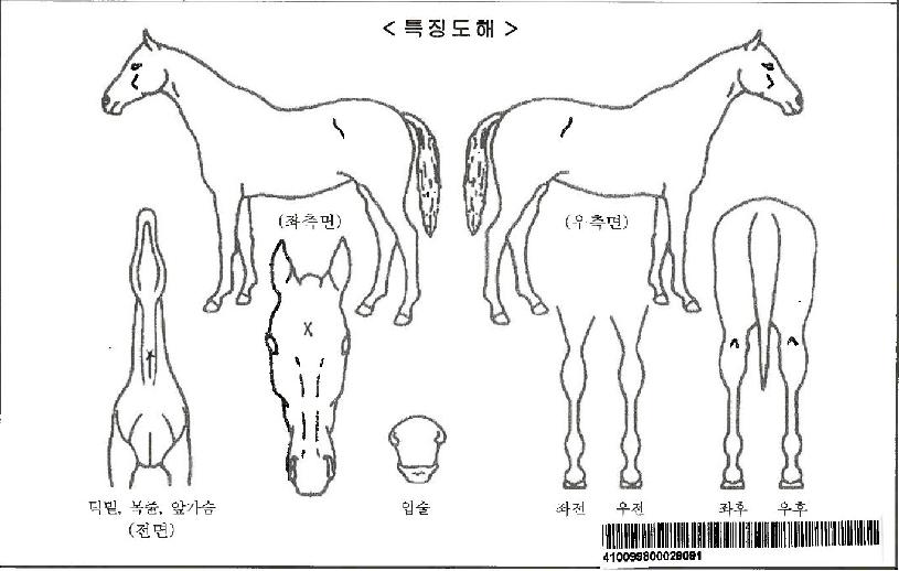 Äð½ºÇÁ¸µÀÚ¸¶ÀÇ Ãø¸é,¿ì¸é,µÞ¸é,µÎ»ó,´Ù¸®ÀÇ Æ¯Â¡µµÇØ
