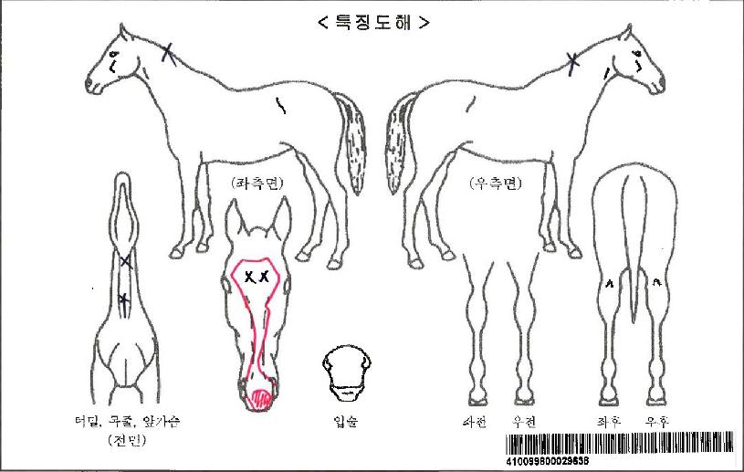 ºÒ±¼ÀÇÅõ»çÀÚ¸¶ÀÇ Ãø¸é,¿ì¸é,µÞ¸é,µÎ»ó,´Ù¸®ÀÇ Æ¯Â¡µµÇØ