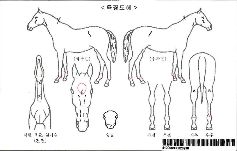 �̽��۽��θ�Ƽ�ڸ��� ����,���,�޸�,�λ�,�ٸ��� Ư¡����