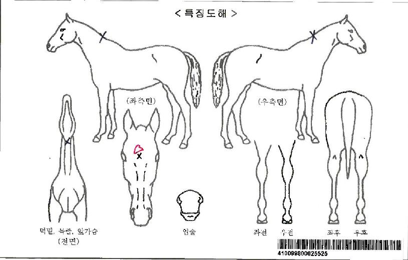 ¿ø´õ·¹À̼ÀÚ¸¶ÀÇ Ãø¸é,¿ì¸é,µÞ¸é,µÎ»ó,´Ù¸®ÀÇ Æ¯Â¡µµÇØ